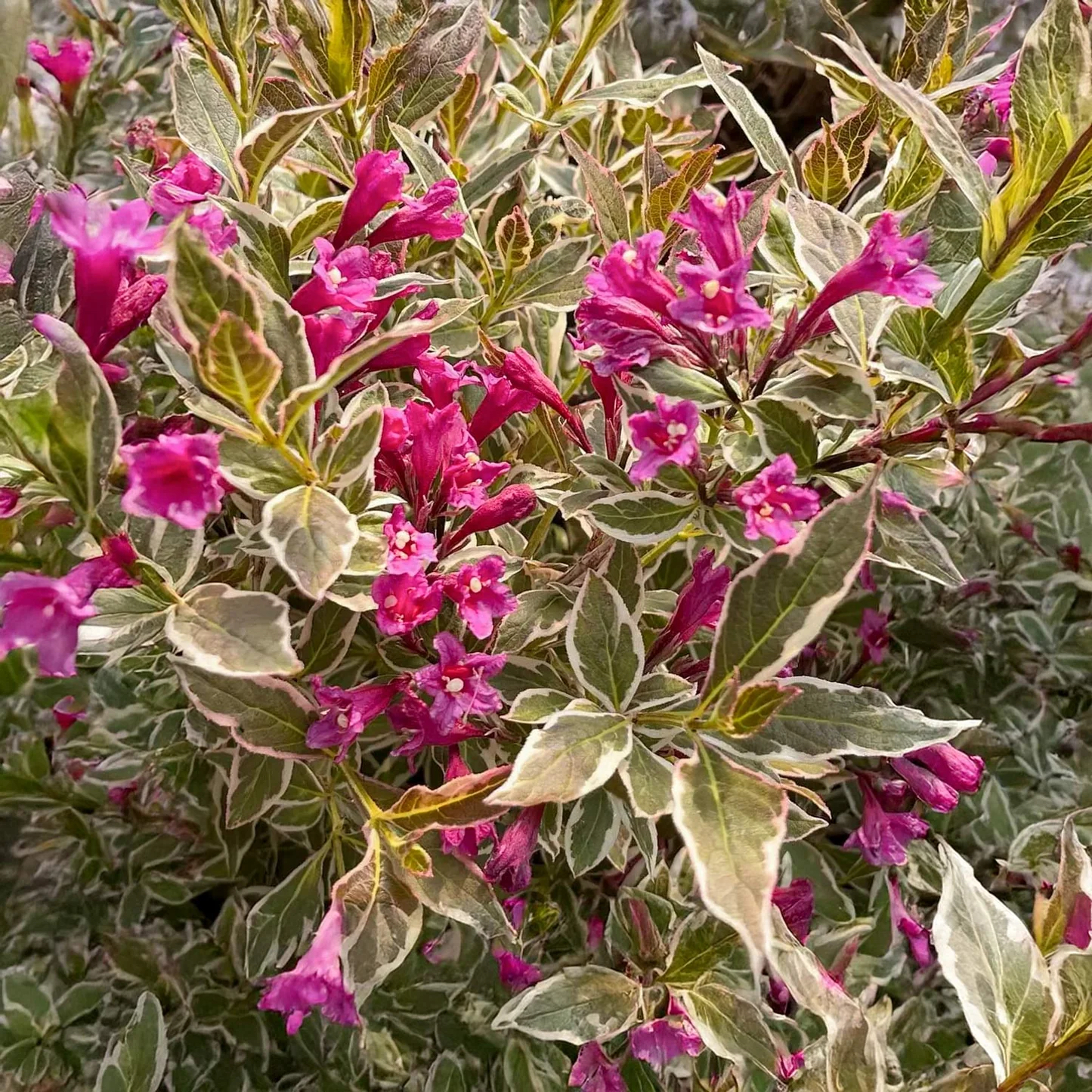 Weigela florida "All Summer Monet"