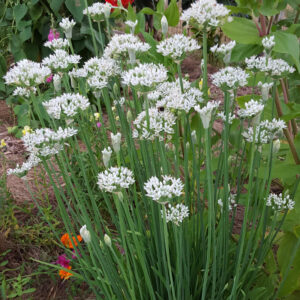 Allium tuberosum