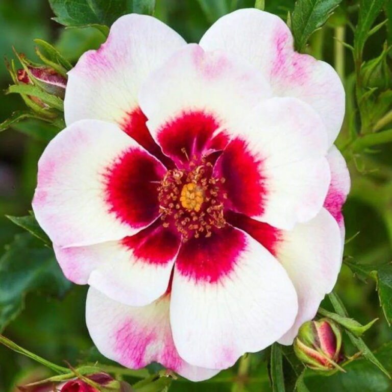 Rosa "Babylon Aria Eyes"