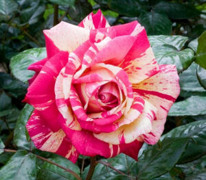 Rosa "Brocèliande"