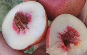Prunus persica var. nucipersica "Medvedevskij"