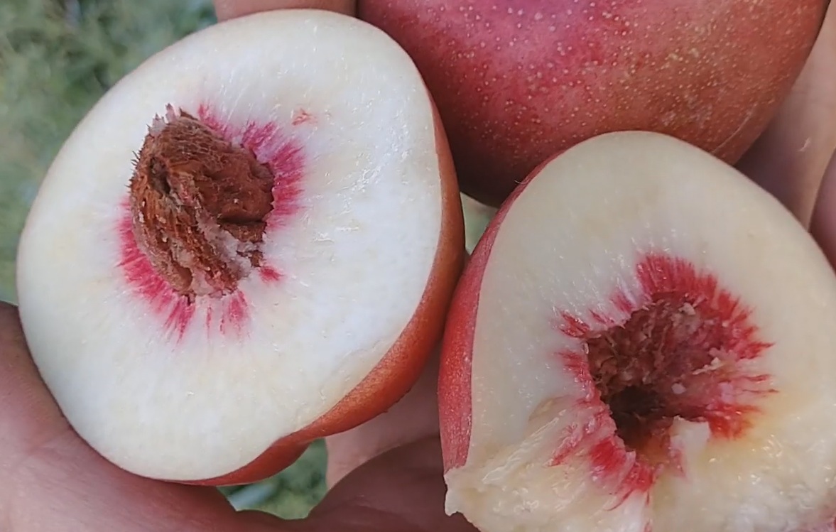Prunus persica var. nucipersica "Medvedevskij"
