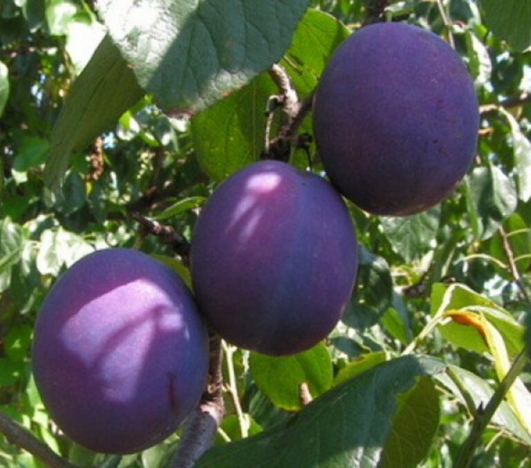 Prunus domestica "Oda"