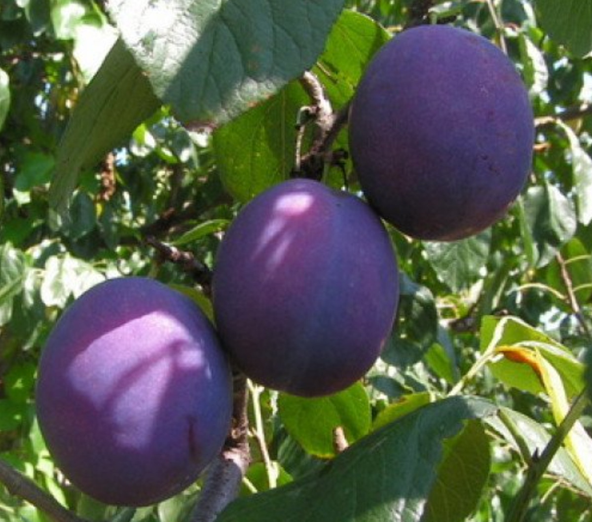 Prunus domestica "Oda"