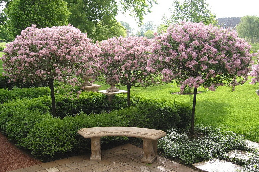Syringa meyeri "Palibin"