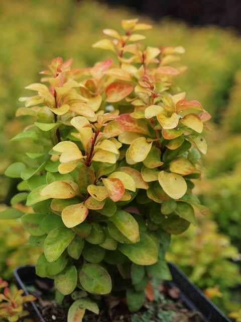 Berberis thunbergii "Summer Sunset" 20 cm pot