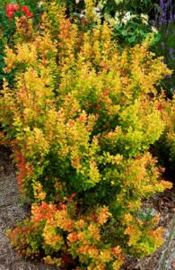 Berberis thunbergii "Orange Torch" 20 cm pot