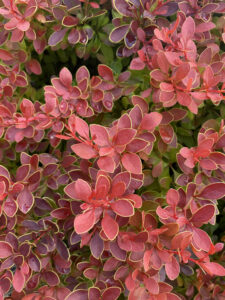 Berberis thunbergii "Maja" (Coral) 20 cm pot