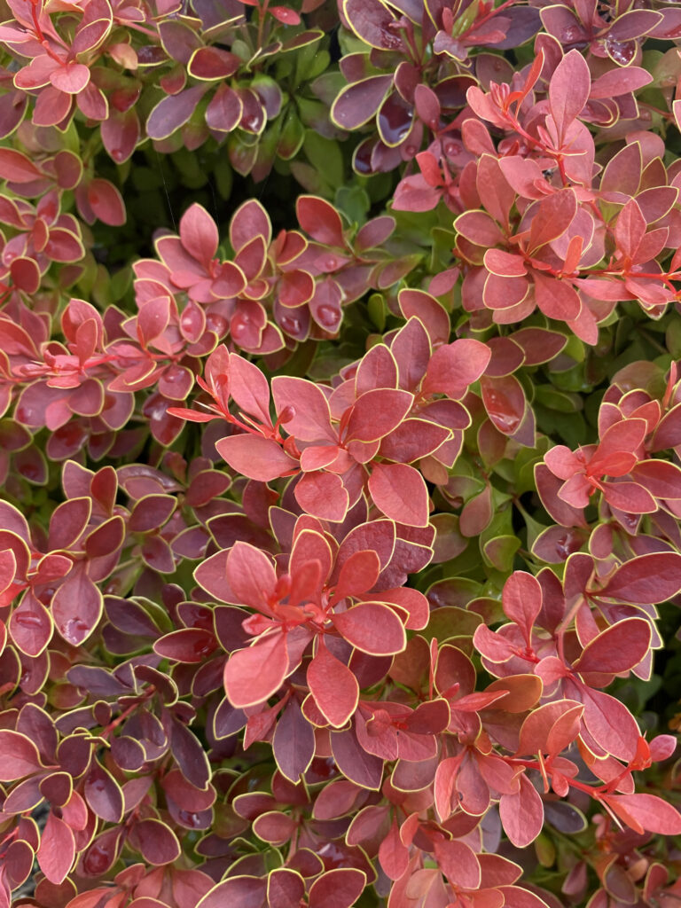 Berberis thunbergii "Maja" (Coral) 20 cm pott