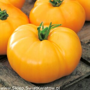 Solanum l. "Jantar"