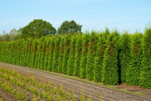 Arborvitae "Brabant", approx. 2 m