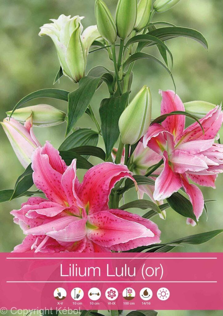 Lilium "Lulu"
