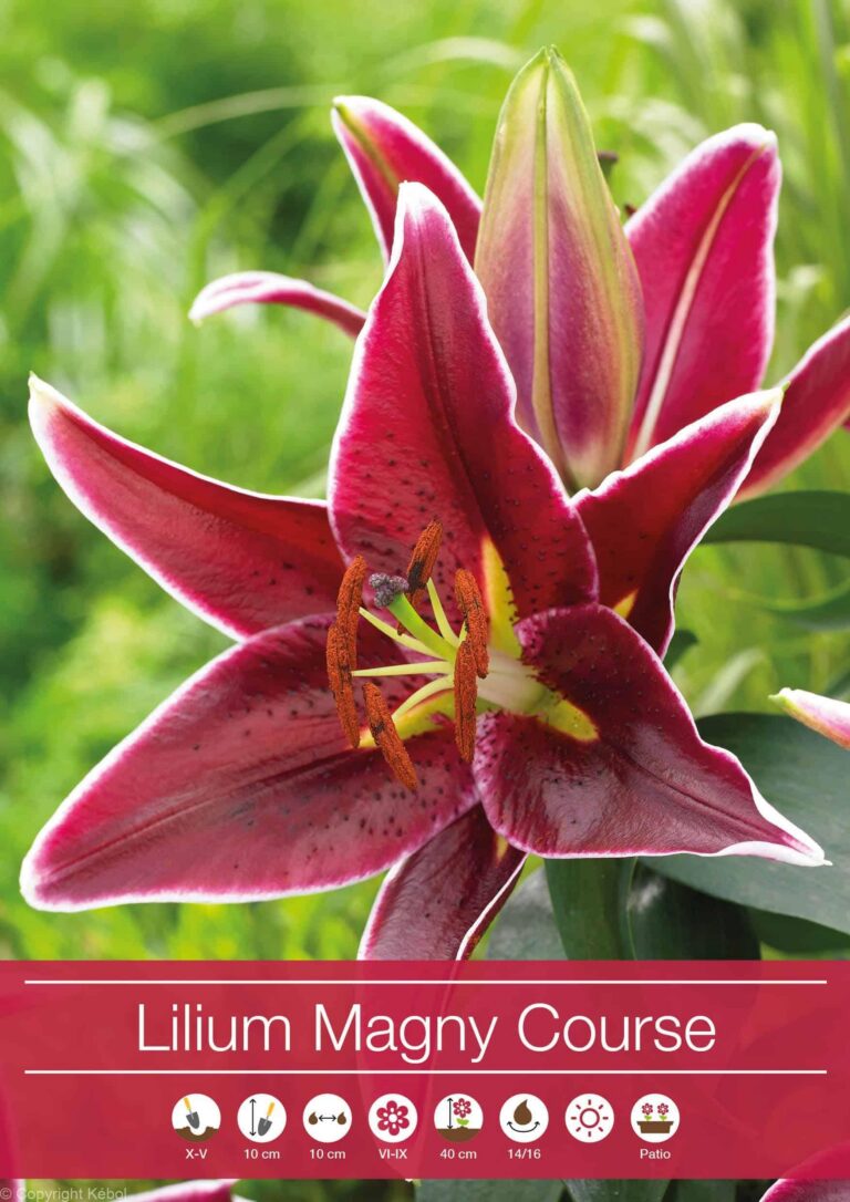 Lilium "Magny Course"