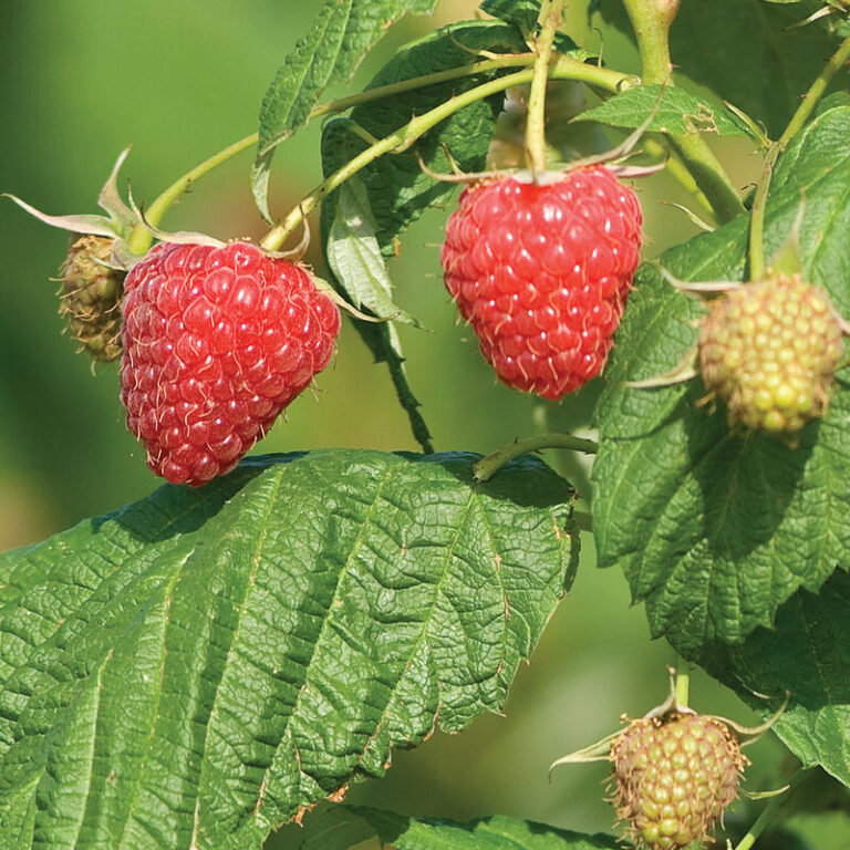 Малина "Polana" (Rubus idaeus "Polana"), 0,5 л
