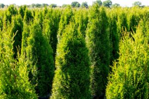 Arborvitae "Smaragd", 2.5 m+