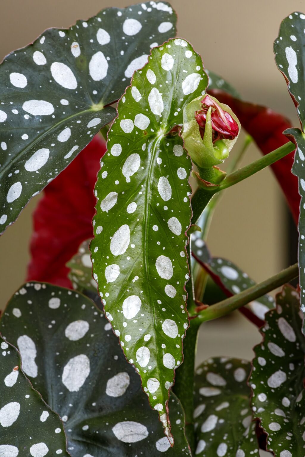 Begonia maculata "Wightii"