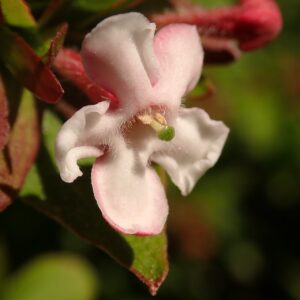 Abelia mosanensis