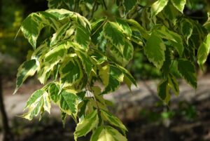 Acer negundo "Aureovariegatum"