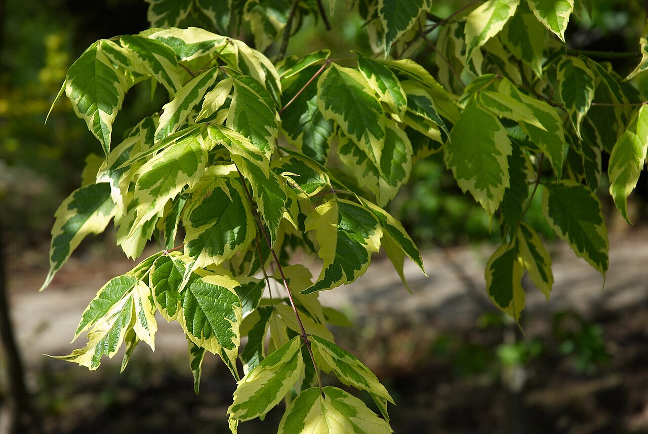 Acer negundo "Aureovariegatum"