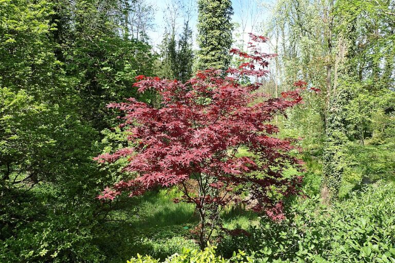 Acer palmatum "Bloodgood"