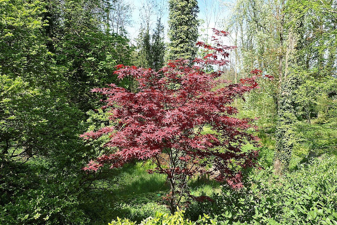 Acer palmatum "Bloodgood"
