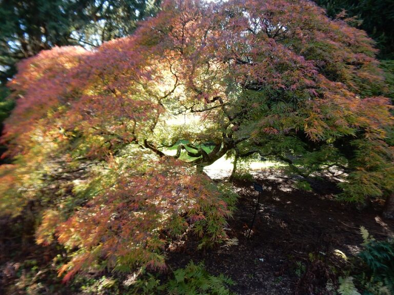 Acer palmatum "Dissectum"