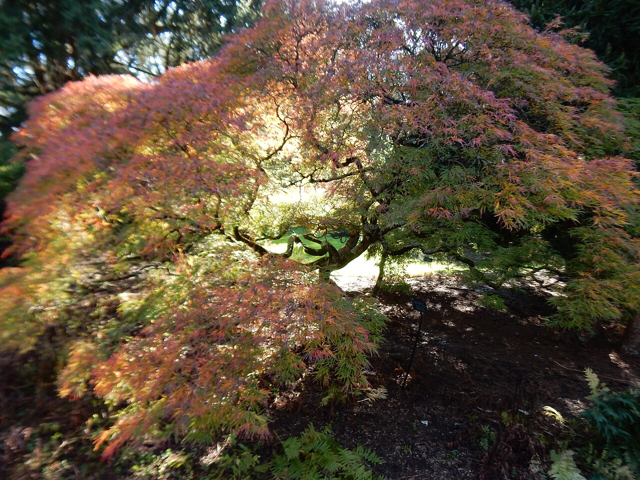 Acer palmatum "Dissectum"