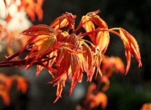 Acer pal. "Katsura"