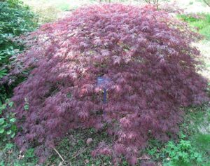 Acer palmatum "Ornatum"