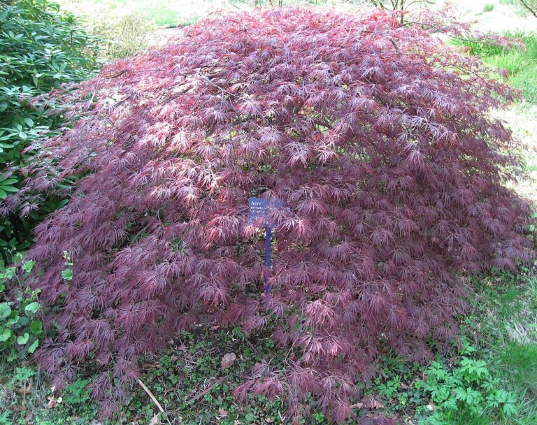 Acer palmatum "Ornatum"