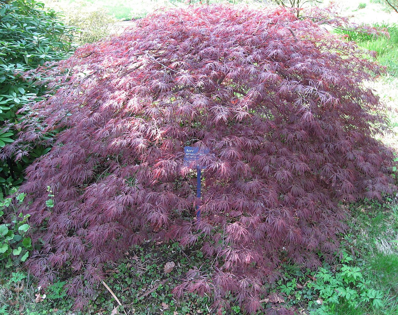Acer palmatum "Ornatum"