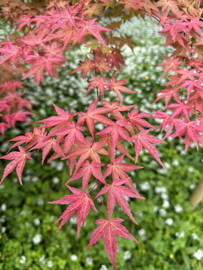 Acer palmatum "Deshojo"