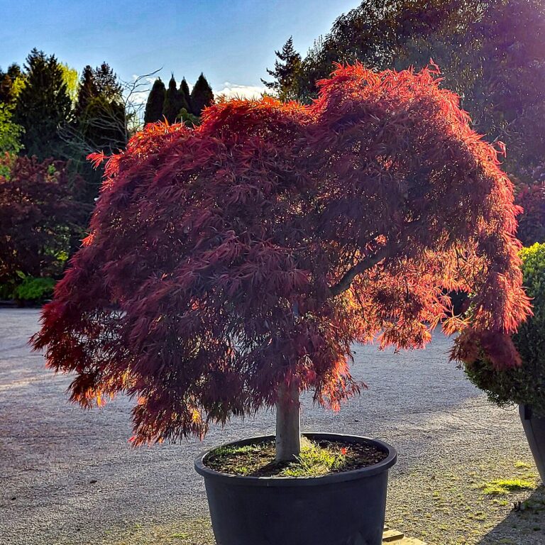 Acer palmatum "Garnet"