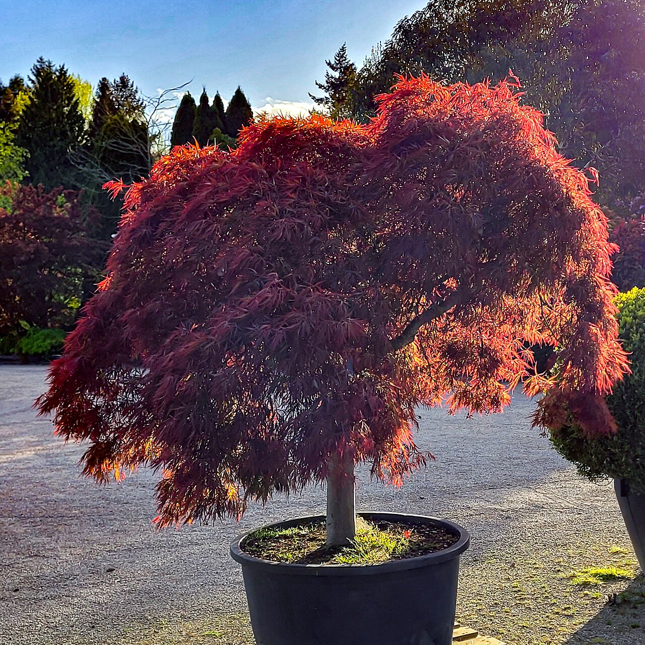 Acer palmatum "Garnet"