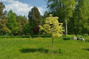 Acer platanoides "Drummondii" keskikokoinen