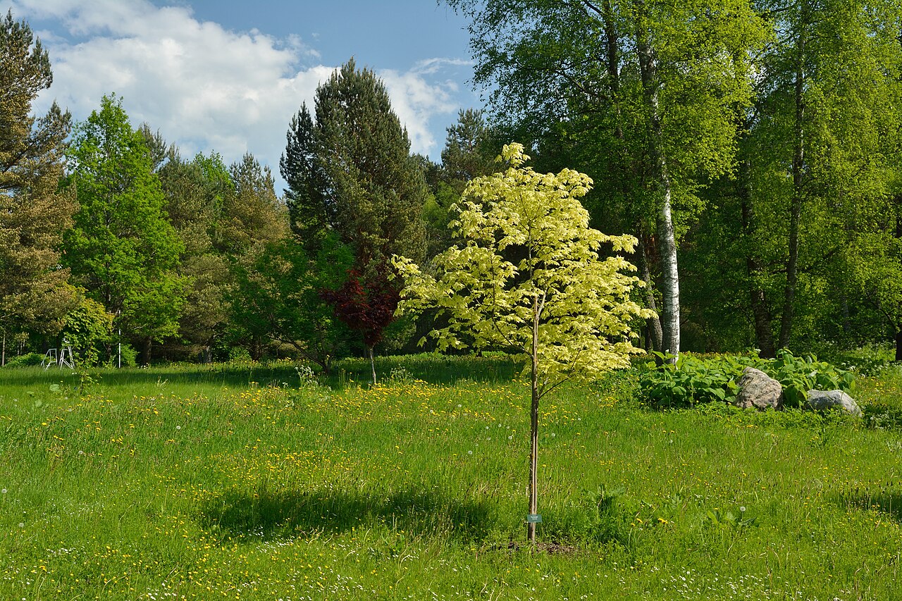 Acer platanoides "Drummondii"