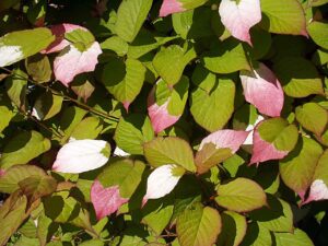 Actinidia kolomikta "Krupnoplodnaja"