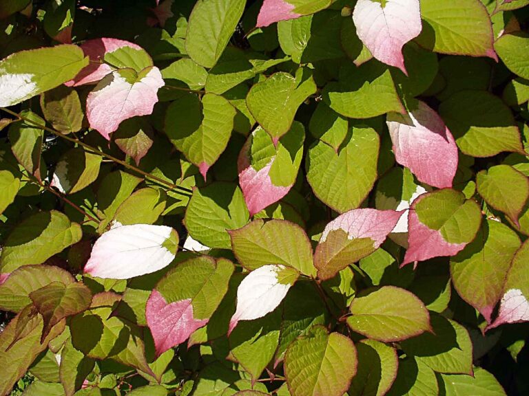Актинидия коломикта "Крупноплодная" (Actinidia kolomikta "Krupnoplodnaja")