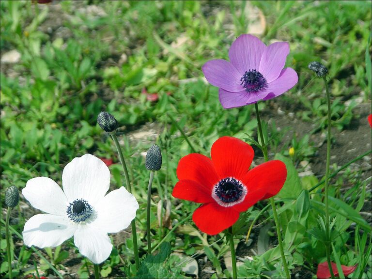 Anemone "De Caen Mix"