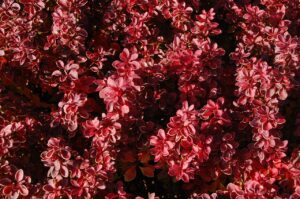Berberis thunbergii "Admiration" 20 cm pot