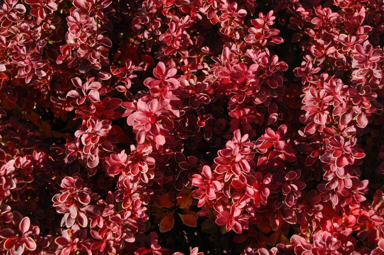 Berberis thunbergii "Admiration" 20 cm pott