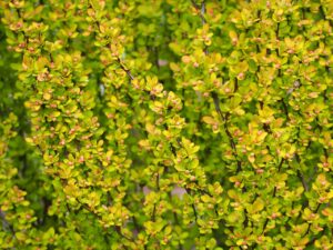 Berberis thunbergii "Maria"