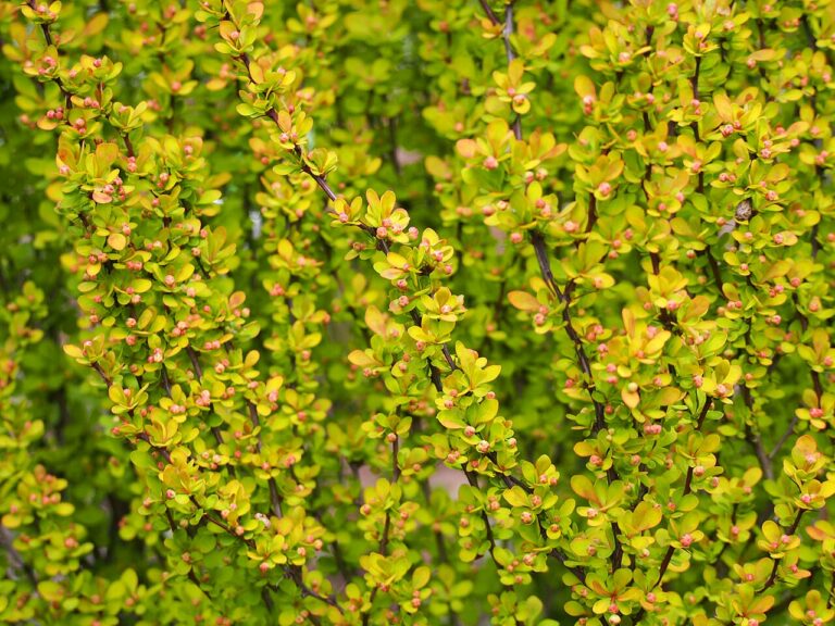 Berberis thunbergii "Maria"