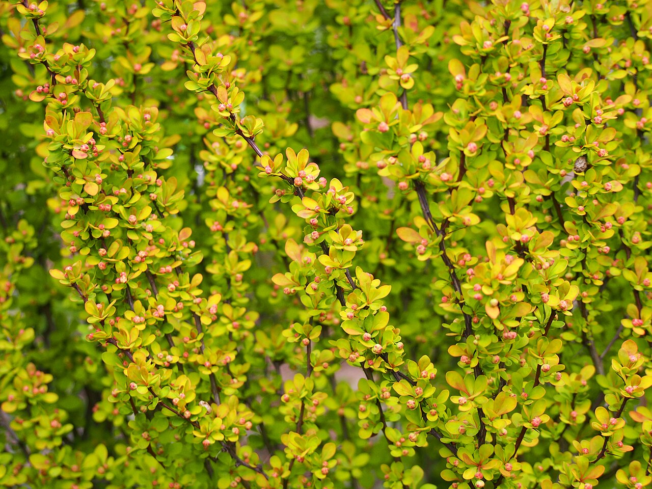 Berberis thunbergii "Maria"
