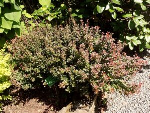 Berberis thunbergii "Atropurpurea Nana" large