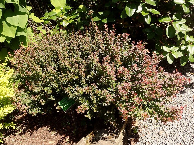 Berberis thunbergii "Atropurpurea Nana" suur