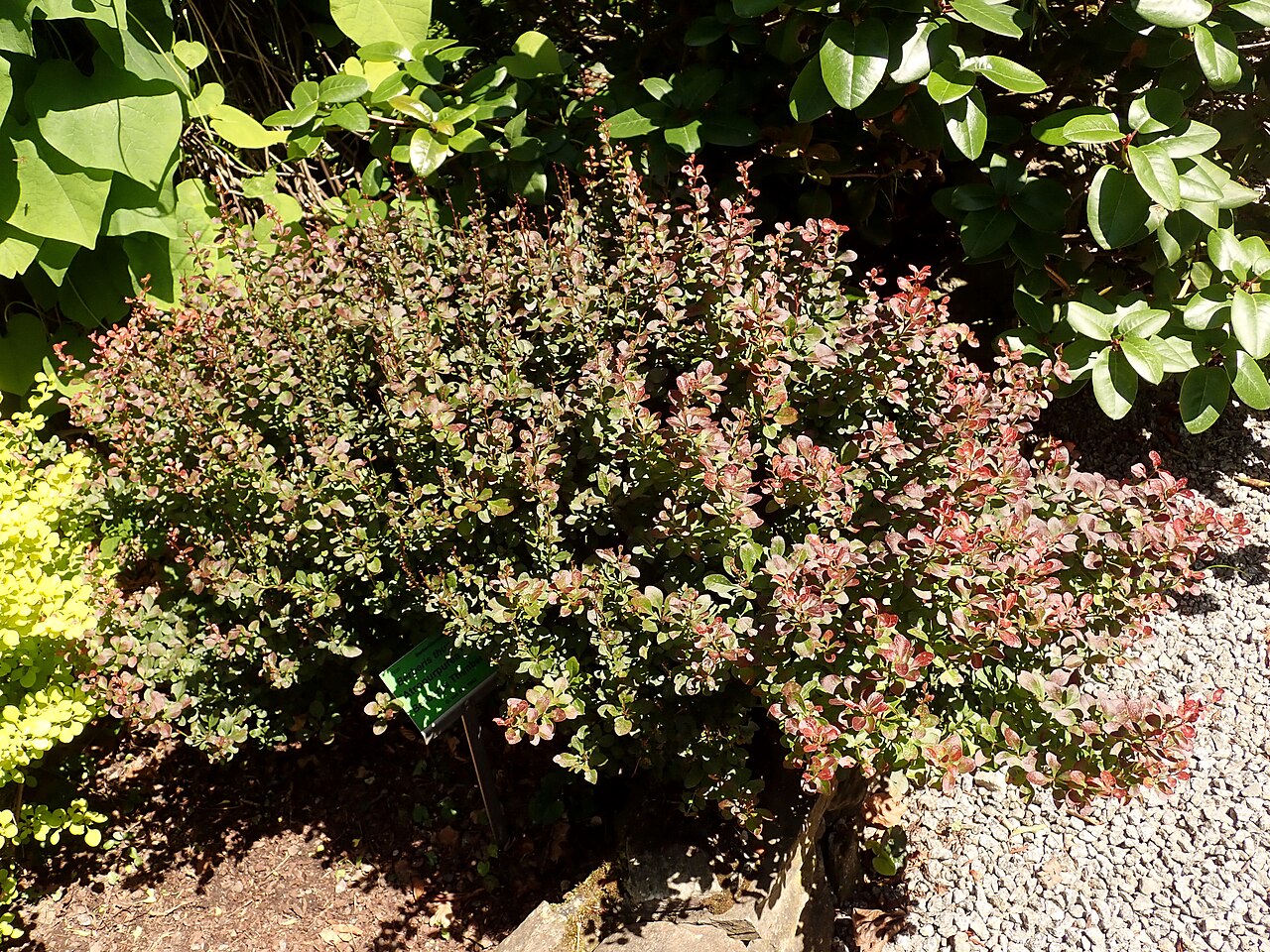 Berberis thunbergii "Atropurpurea Nana" suuri
