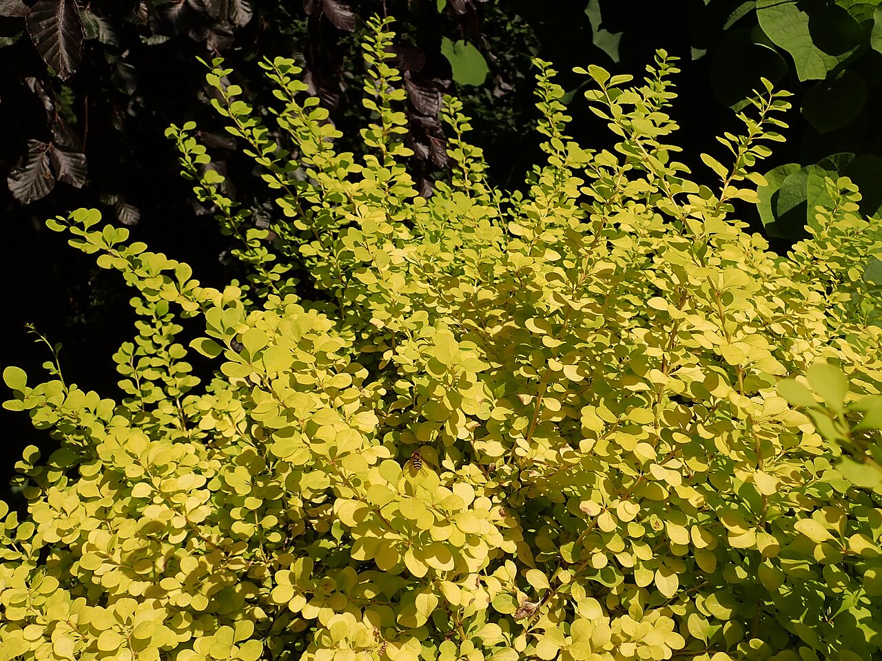 Berberis thunbergii "Aurea" 20 cm pot