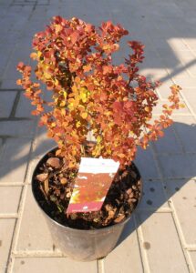 Berberis thunbergii "Orange Rocket" 20 cm pot