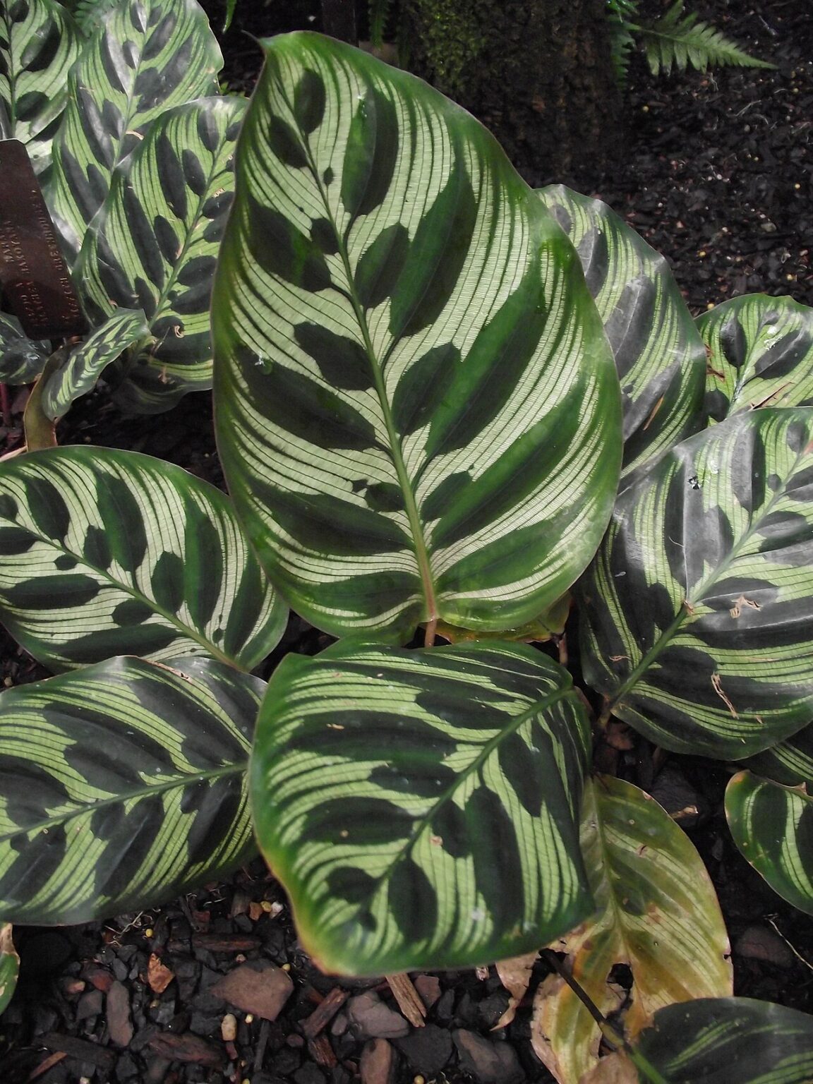 Calathea assortii